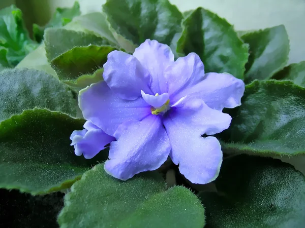 Flor violeta azul — Foto de Stock