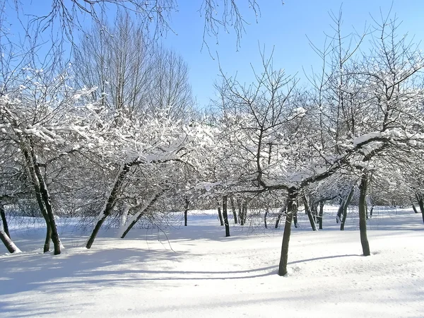 나무는 눈과 얼음으로 덮여 로열티 프리 스톡 사진