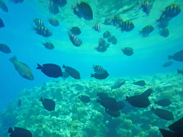 Fische und Korallen im Meer — Stockfoto