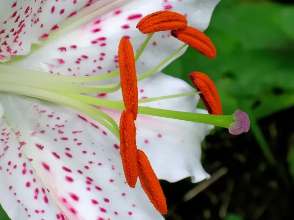 Lilienhähnchen — Stockfoto