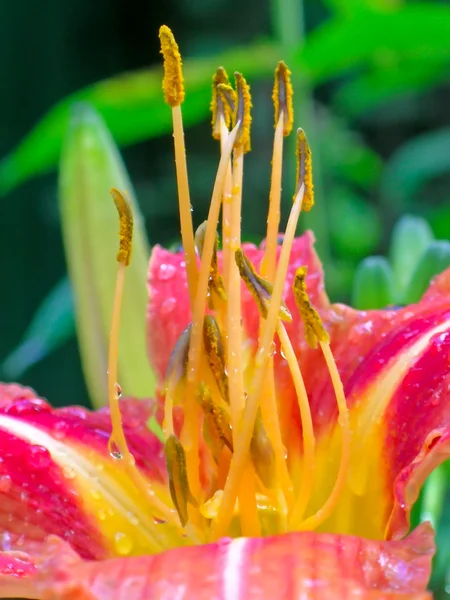 Λουλούδι στημόνας — Φωτογραφία Αρχείου