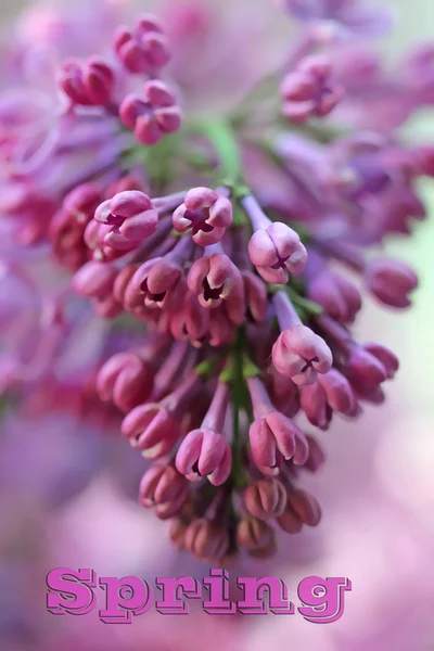 Stagione primaverile — Foto Stock