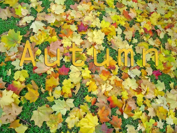 Осенний сезон — стоковое фото