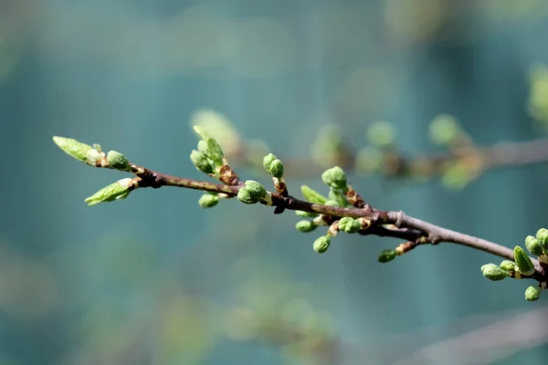 Tree branch with young leaves — Stock Photo, Image