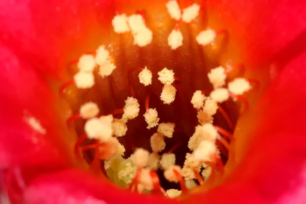 Thelocactus flower — Stock Photo, Image