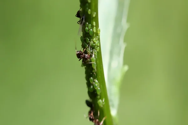 Доильные тли муравьёв — стоковое фото