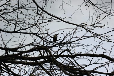 Akşam karanlığı 'nda ağaç dalları