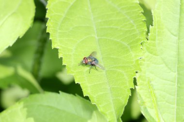 Ortak greenbottle sinek