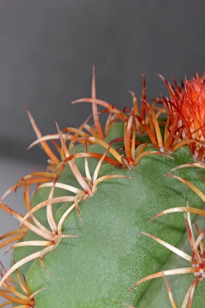 Uebelmannia cactus spikes — Stock Photo, Image
