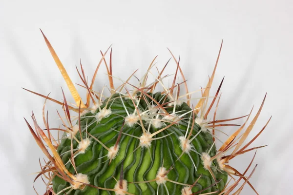 Wavy-edged cactus — Stock Photo, Image