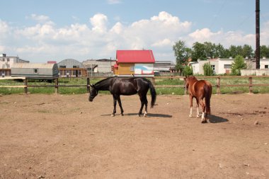 Atları çitin arkasında