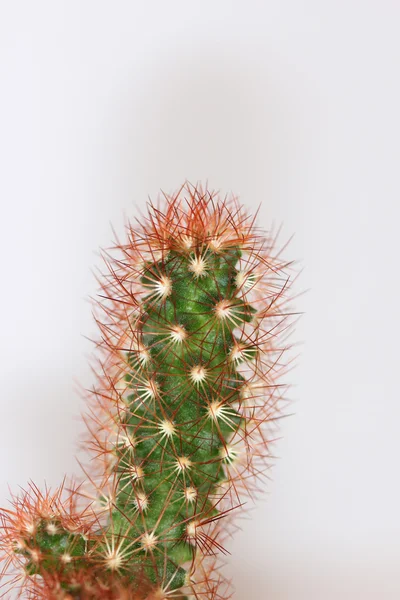 Mammillaria cactus — Stock Photo, Image