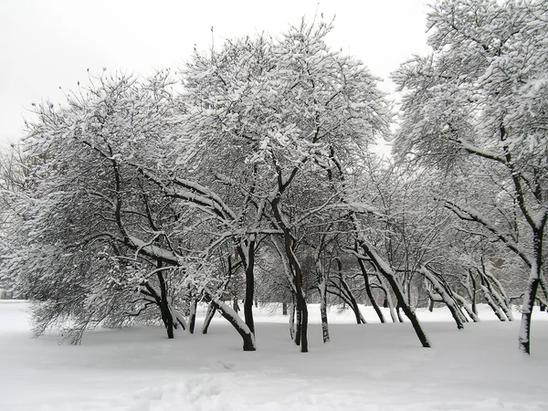 Zimą drzewa pokryte śniegiem i lodem — Zdjęcie stockowe
