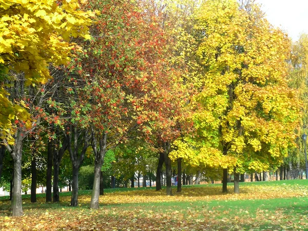 Outono: árvores coloridas — Fotografia de Stock