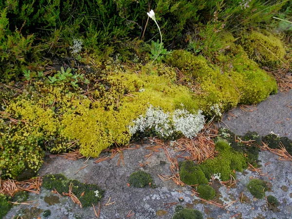 Flora di Carelia, Zalavruga — Foto Stock