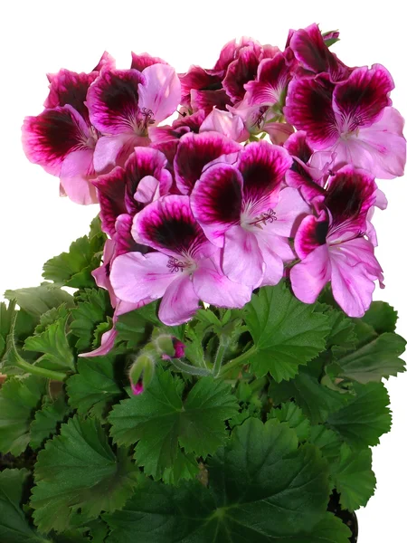 Flores de geranio rosado-vinoso sobre fondo blanco — Foto de Stock