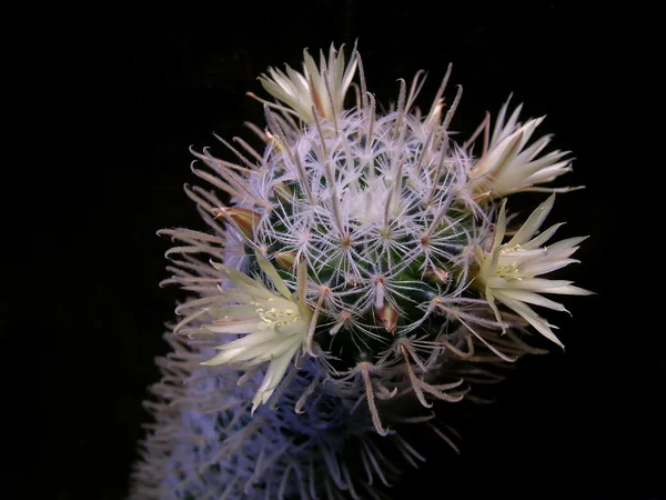 Mammillaria Kaktus mit gelben Blüten — Stockfoto