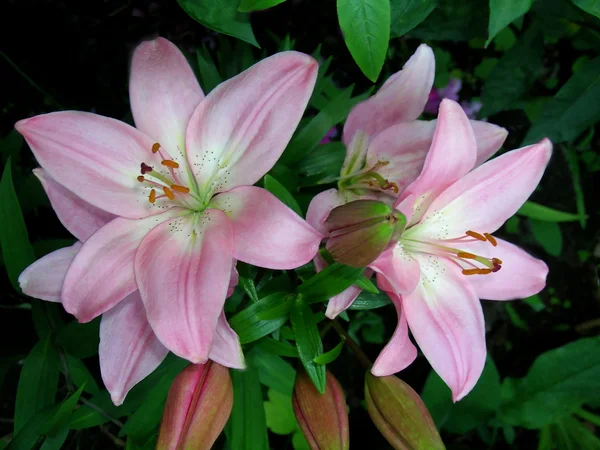 Pink lily flowers — Stock Photo, Image