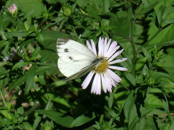 Papillon de chou sur la fleur — Photo