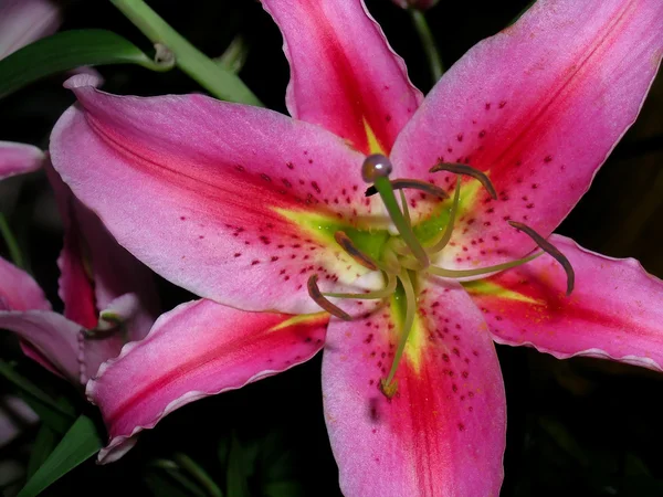 Magenta lily flower macro — Stock Photo, Image