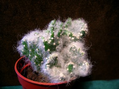 Opuntia microdasys kaktüs