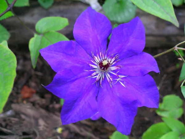 Fiore Passiflora — Foto Stock