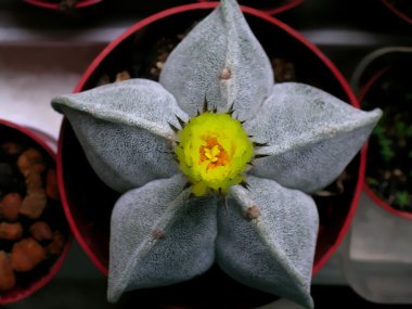 Astrophytum cactus flower clipart