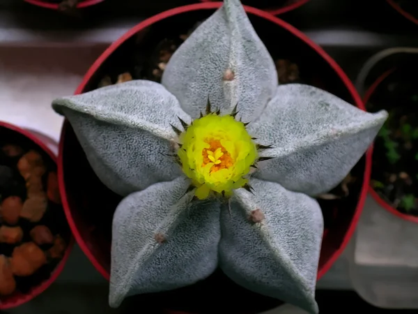 Astrophytum kaktüs çiçeği