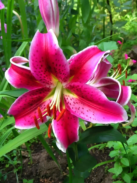 Blüten der Magenta-Lilie — Stockfoto