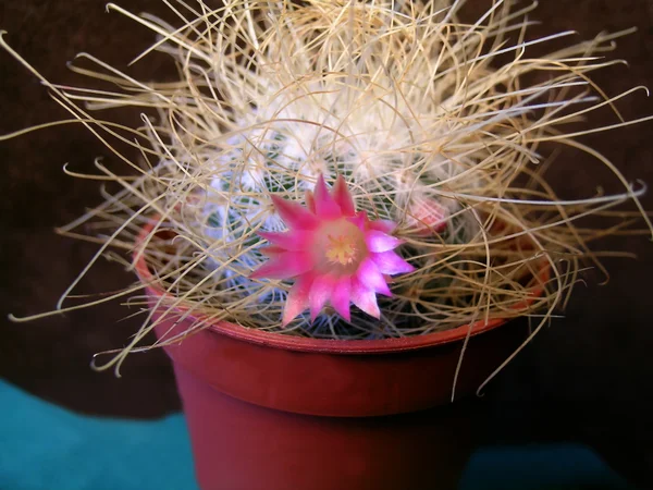 Mammillaria cactus avec fleur rose — Photo