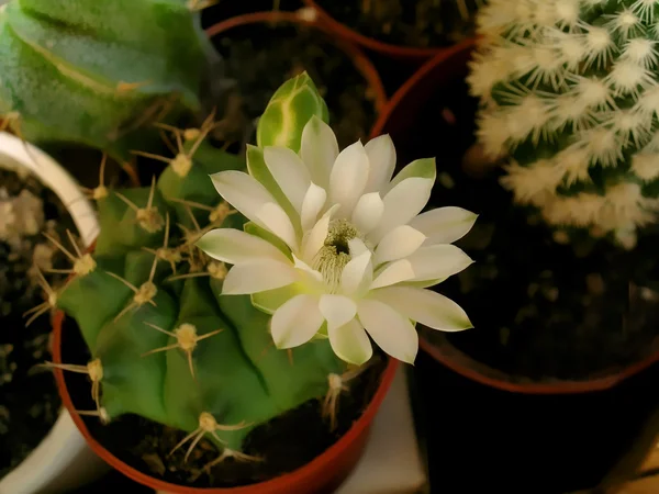 Gymnocalicium cactus fleur — Photo