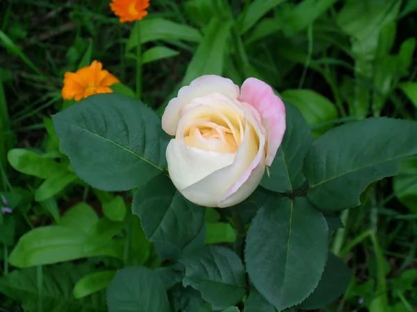 Τσάι τριαντάφυλλο λουλούδι στον κήπο — Φωτογραφία Αρχείου