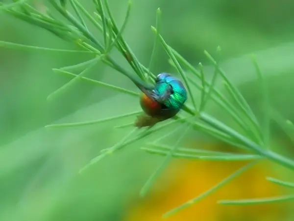 Insecte coloré sur les asperges — Photo