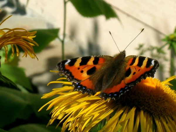 Small tortoiseshell on horse-heal — Stock Photo, Image