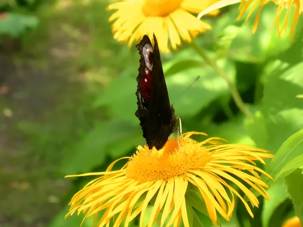 Mariposa del pavo real en caballo-sanar — Foto de Stock