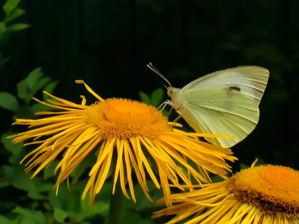 Papillon de soufre dans le jardin — Photo