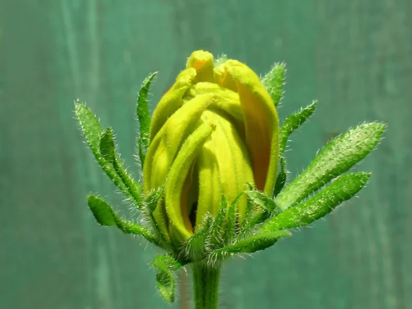 Unfurling rudbeckia kwiat — Zdjęcie stockowe