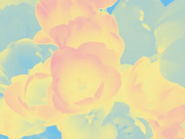 Pastel azul-amarelo-rosa tulipa flores fundo — Fotografia de Stock