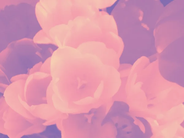 Pastel mor pembe Lale çiçek arka plan
