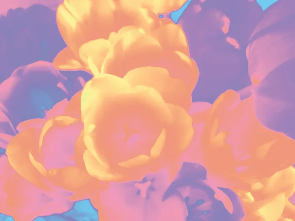 Pastello rosa-viola-arancio-giallo tulipano fiori sfondo — Foto Stock