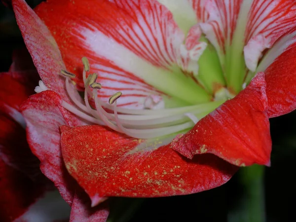 Красный бегемот (amaryllis) изолирован — стоковое фото