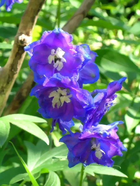 Delphinium niebieski kwiaty — Zdjęcie stockowe