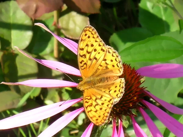 Papillon fritillaire — Photo