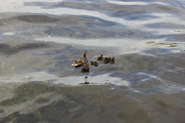 Duck with ducklings — Stock Photo, Image