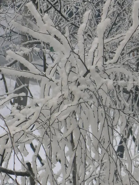 나무 가지 눈과 얼음으로 덮여 — 스톡 사진