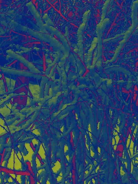 Sfondo rami d'albero gradienti blu-giallo — Foto Stock