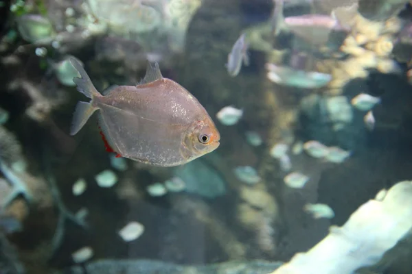 Piranha balık suyun altında — Stok fotoğraf