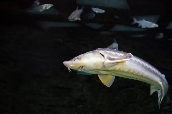 Peixe esturjão subaquático — Fotografia de Stock