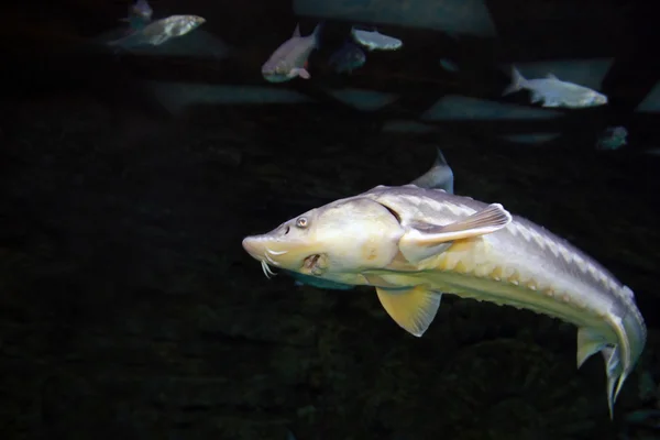 Peces esturión bajo el agua —  Fotos de Stock