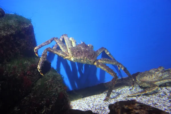 Rei caranguejo subaquático — Fotografia de Stock